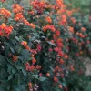 Mexican Flame Vine Live Plant - Fast Growing Orange Flowers - 3-6" Tall Starter - Image 1