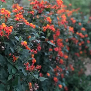 Mexican Flame Vine Live Plant - Fast Growing Orange Flowers - 3-6