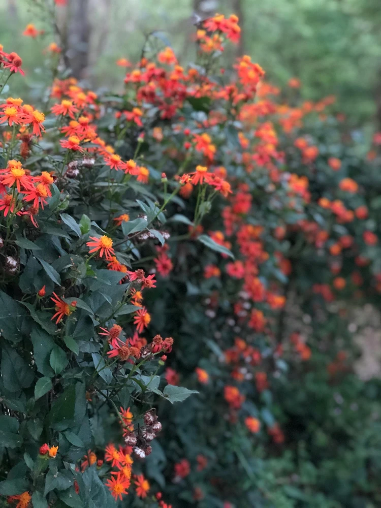 Mexican Flame Vine Live Plant - Fast Growing Orange Flowers - 3-6" Tall Starter - Image 1