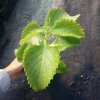 Mexican Mint Live Plant – Indian Borage Cuban Oregano – 4 inch Pot - Image 1