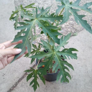 Mexican Papaya Live Plant – 1 Gallon Pot – Tropical Fruit Tree - Image 2
