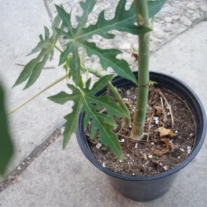 Mexican Papaya Live Plant – 1 Gallon Pot – Tropical Fruit Tree - Image 3