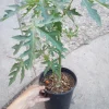 Mexican Papaya Live Plant – 1 Gallon Pot – Tropical Fruit Tree - Image 1