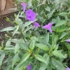 Mexican Petunia Bare Roots - Purple Ruellia Brittoniana - 20 Count - Outdoor Flowering Plant - Image 1