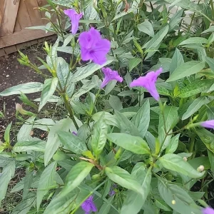 Mexican Petunia Bare Roots - Purple Ruellia Brittoniana - 20 Count - Outdoor Flowering Plant - Image 1