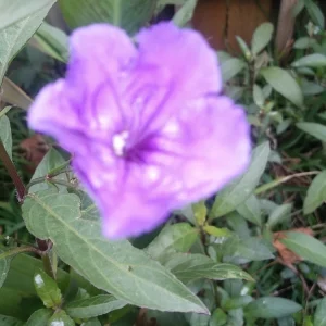 Mexican Petunia Bare Roots - Ruellia simplex - Purple Flowers - 8 Pack Outdoor Plant - Image 1