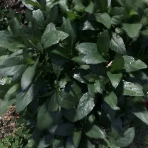 Mexican Petunia Purple 6 Inch Live Plant – Ruellia Brittoniana Bare Root - Image 1