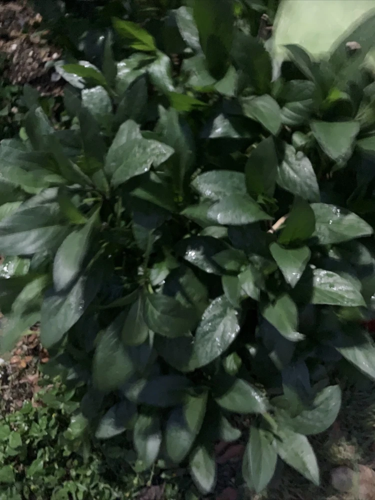 Mexican Petunia Purple 6 Inch Live Plant – Ruellia Brittoniana Bare Root - Image 1