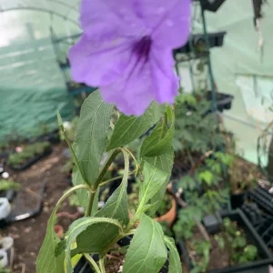Mexican Petunia Purple Live Plant – Ruellia simplex – 1 Inch Pot - Image 2