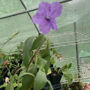 Mexican Petunia Purple Live Plant – Ruellia simplex – 1 Inch Pot - Image 3
