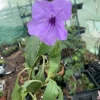 Mexican Petunia Purple Live Plant – Ruellia simplex – 1 Inch Pot - Image 1