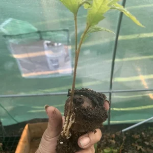 Mexican Red Oak Live Tree - 12-18