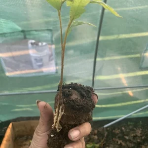 Mexican Red Oak Live Tree - 12-18