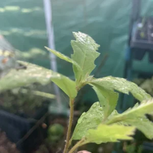 Mexican Red Oak Live Tree - 12-18