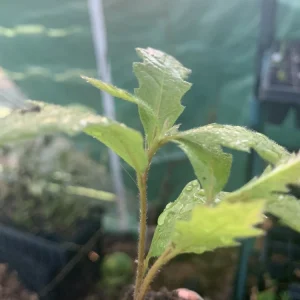 Mexican Red Oak Live Tree - 12-18