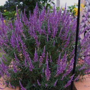Mexican Sage 'Santa Barbara' Live Starter Plant - 2.5x3.5 inch Pot, Outdoor - Image 2