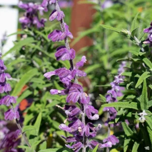 Mexican Sage 'Santa Barbara' Live Starter Plant - 2.5x3.5 inch Pot, Outdoor - Image 3