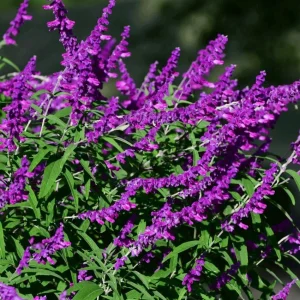 Mexican Sage 'Santa Barbara' Live Starter Plant - 2.5x3.5 inch Pot, Outdoor - Image 1
