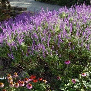 Mexican Sage 'Santa Barbara' Live Starter Plant - 2.5x3.5 inch Pot, Outdoor - Image 5