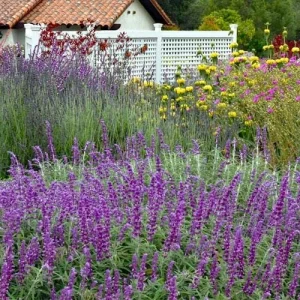 Mexican Sage 'Santa Barbara' Live Starter Plant - 2.5x3.5 inch Pot, Outdoor - Image 6