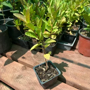 Mexican White Guava Tree - Live Plant in 4 inch Pot - Sweet Tropical Fruit - Image 2