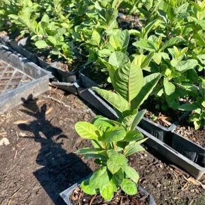 Mexican White Guava Tree - Live Plant in 4 inch Pot - Sweet Tropical Fruit - Image 4