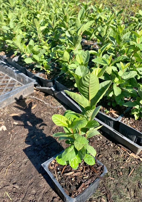 Mexican White Guava Tree - Live Plant in 4 inch Pot - Sweet Tropical Fruit - Image 4