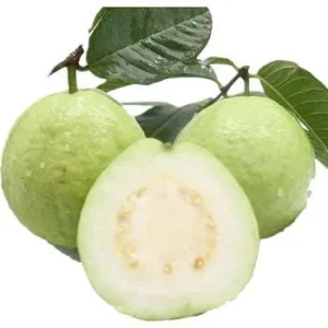 Mexican White Guava Tree - Live Plant in 4 inch Pot - Sweet Tropical Fruit - Image 5