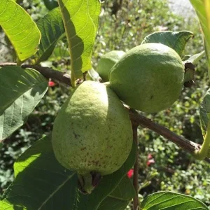 Mexican White Guava Tree - Live Plant in 4 inch Pot - Sweet Tropical Fruit - Image 6