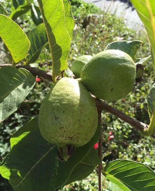 Mexican White Guava Tree - Live Plant in 4 inch Pot - Sweet Tropical Fruit - Image 6