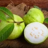 Mexican White Guava Tree - Live Plant in 4 inch Pot - Sweet Tropical Fruit - Image 1