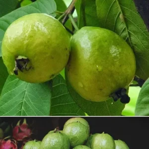 Mexican White Guava Tree - Live Plant in 4 inch Pot - Sweet Tropical Fruit - Image 7