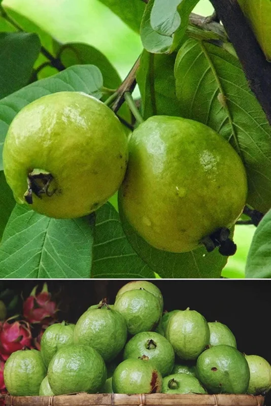 Mexican White Guava Tree - Live Plant in 4 inch Pot - Sweet Tropical Fruit - Image 7
