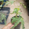 Mexico Papaya Live Plants - 2 Pack, 1 Gallon Pot, Fruit Trees - Image 1