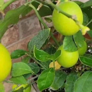 Meyer Lemon Tree Live Plant - 4 inch Pot - Indoor & Outdoor Dwarf Fruit Tree - Image 2