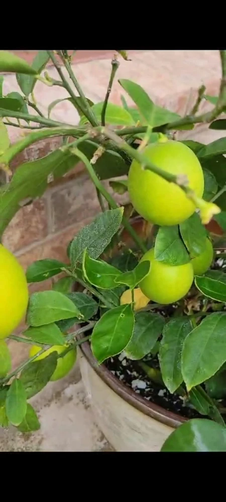Meyer Lemon Tree Live Plant - 4 inch Pot - Indoor & Outdoor Dwarf Fruit Tree - Image 2