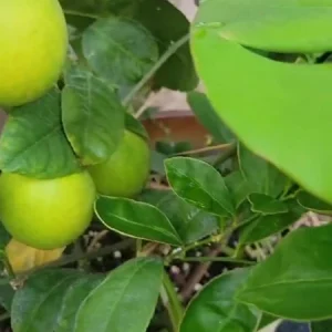 Meyer Lemon Tree Live Plant - 4 inch Pot - Indoor & Outdoor Dwarf Fruit Tree - Image 3