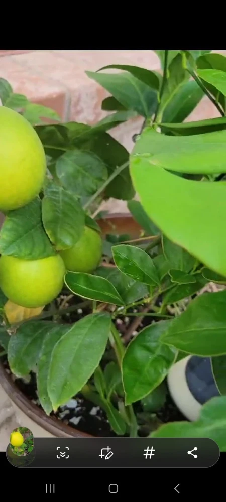 Meyer Lemon Tree Live Plant - 4 inch Pot - Indoor & Outdoor Dwarf Fruit Tree - Image 3