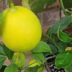 Meyer Lemon Tree Live Plant - 4 inch Pot - Indoor & Outdoor Dwarf Fruit Tree - Image 1