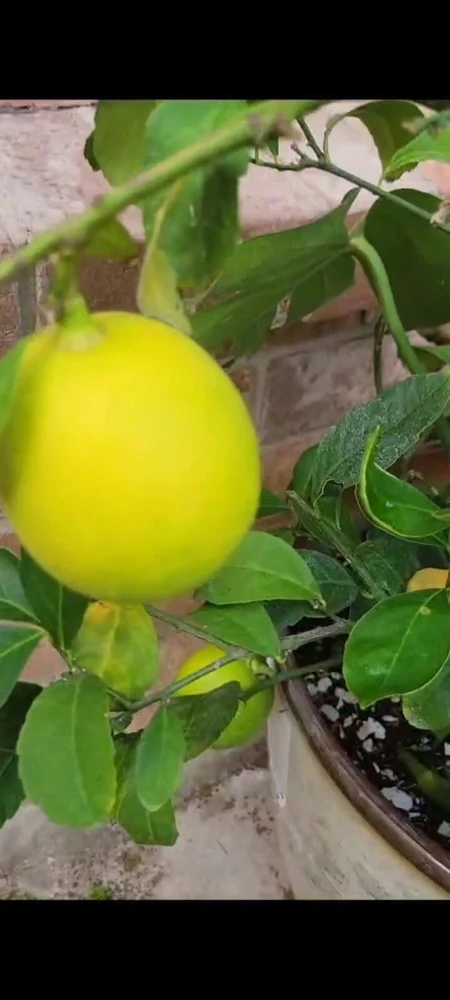 Meyer Lemon Tree Live Plant - 4 inch Pot - Indoor & Outdoor Dwarf Fruit Tree - Image 1