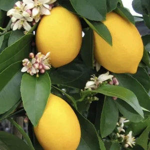 Meyer Lemon Tree Live Plant – Seedling in 2 Inch Pot – Fragrant Citrus - Image 2
