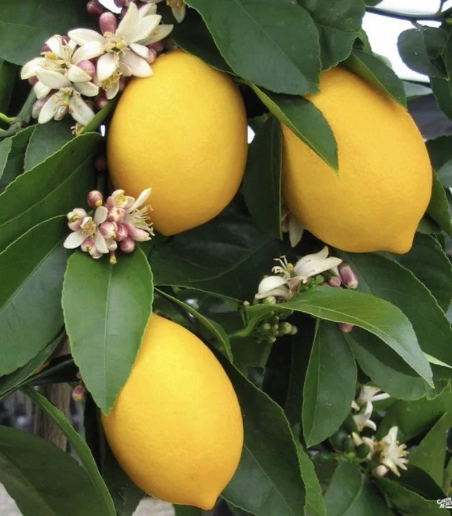 Meyer Lemon Tree Live Plant – Seedling in 2 Inch Pot – Fragrant Citrus - Image 2
