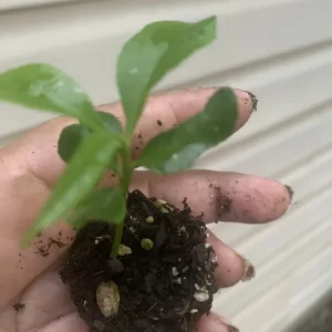 Meyer Lemon Tree Live Plant – Seedling in 2 Inch Pot – Fragrant Citrus - Image 3