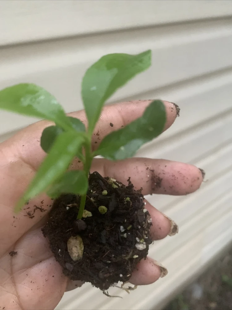 Meyer Lemon Tree Live Plant – Seedling in 2 Inch Pot – Fragrant Citrus - Image 3