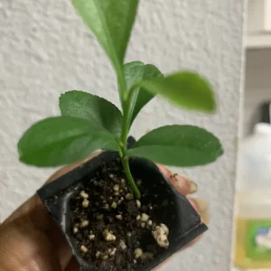 Meyer Lemon Tree Live Plant – Seedling in 2 Inch Pot – Fragrant Citrus - Image 4
