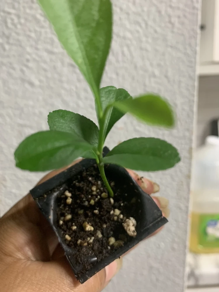 Meyer Lemon Tree Live Plant – Seedling in 2 Inch Pot – Fragrant Citrus - Image 4