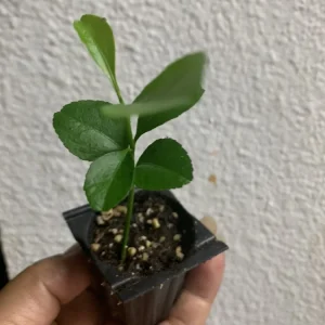 Meyer Lemon Tree Live Plant – Seedling in 2 Inch Pot – Fragrant Citrus - Image 5