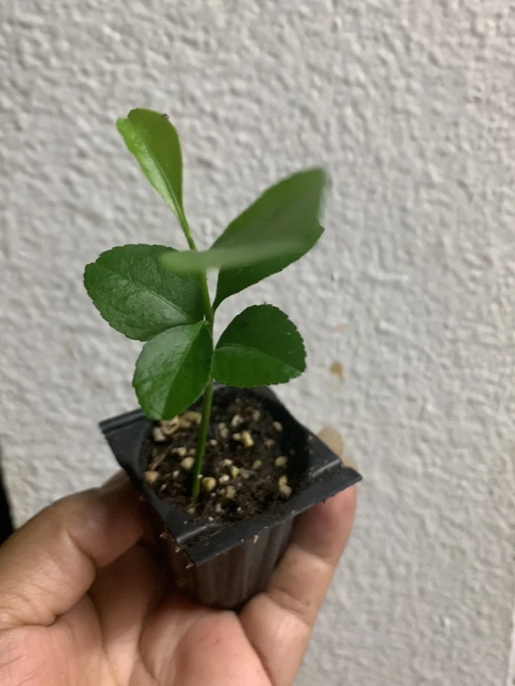 Meyer Lemon Tree Live Plant – Seedling in 2 Inch Pot – Fragrant Citrus - Image 5