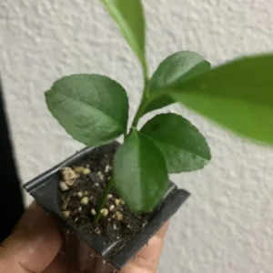 Meyer Lemon Tree Live Plant – Seedling in 2 Inch Pot – Fragrant Citrus - Image 6
