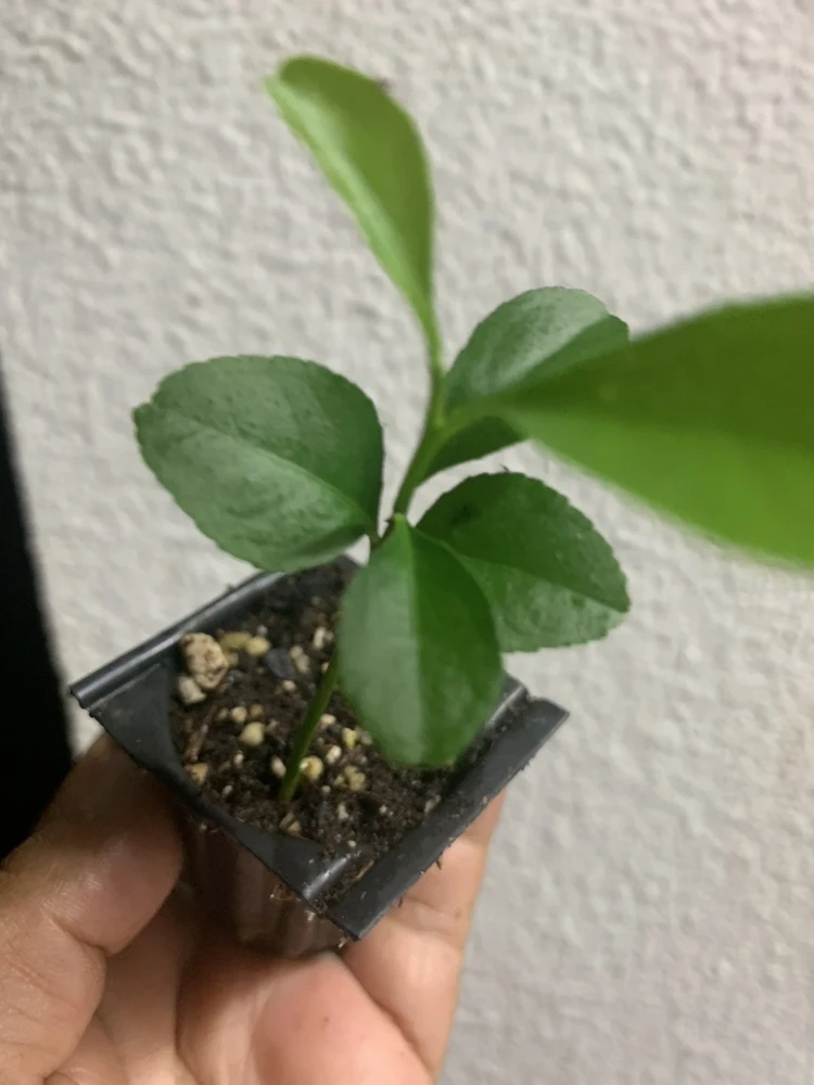 Meyer Lemon Tree Live Plant – Seedling in 2 Inch Pot – Fragrant Citrus - Image 6